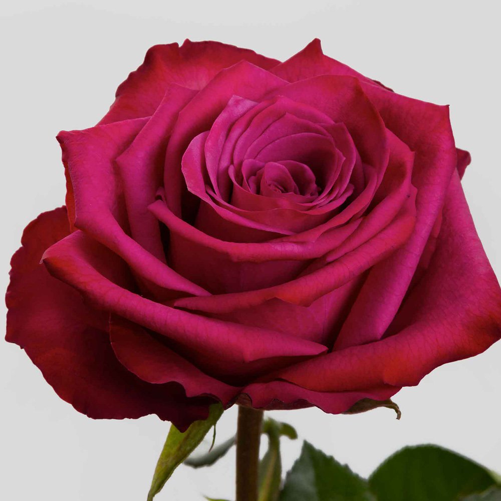 (image for) Lavender Blueberry Roses — 100 Stems · 50cm