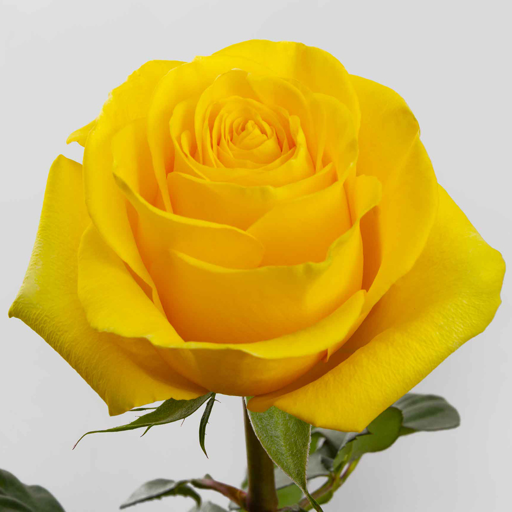 Yellow Brighton Roses — 25 Stems (image for) Yellow Brighton Roses — 25 Stems