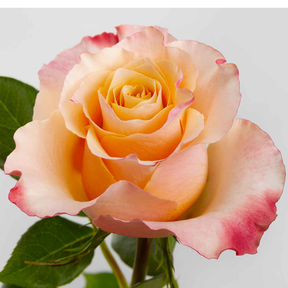 (image for) Orange Carpediem Roses — 100 Stems · 50cm