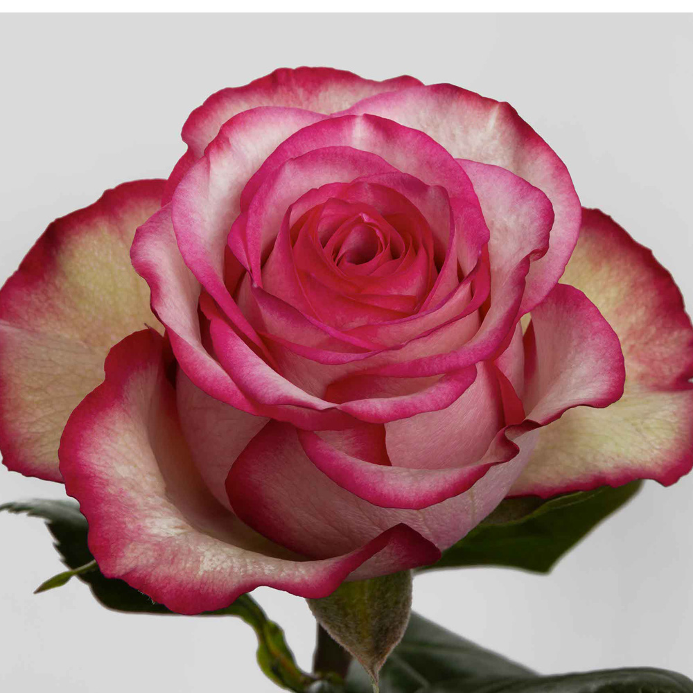 (image for) 100 Stems PKH 60cm Carrousel Roses