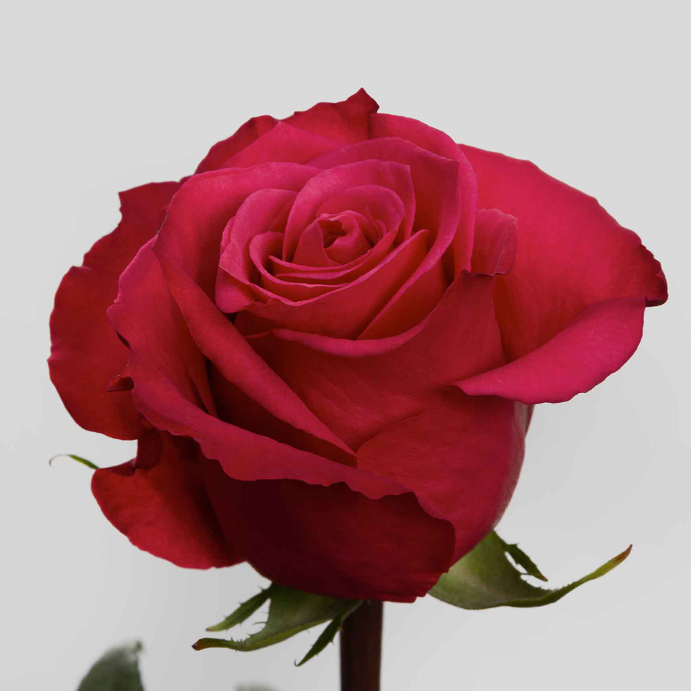 Hot Pink Cherry-O Roses