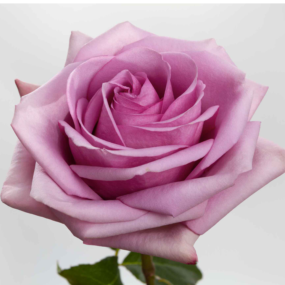 (image for) Lavender Cool Water Roses — 100 Stems · 50cm