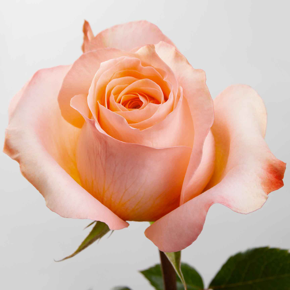 (image for) Coral Reef Roses — 100 Stems · 50cm