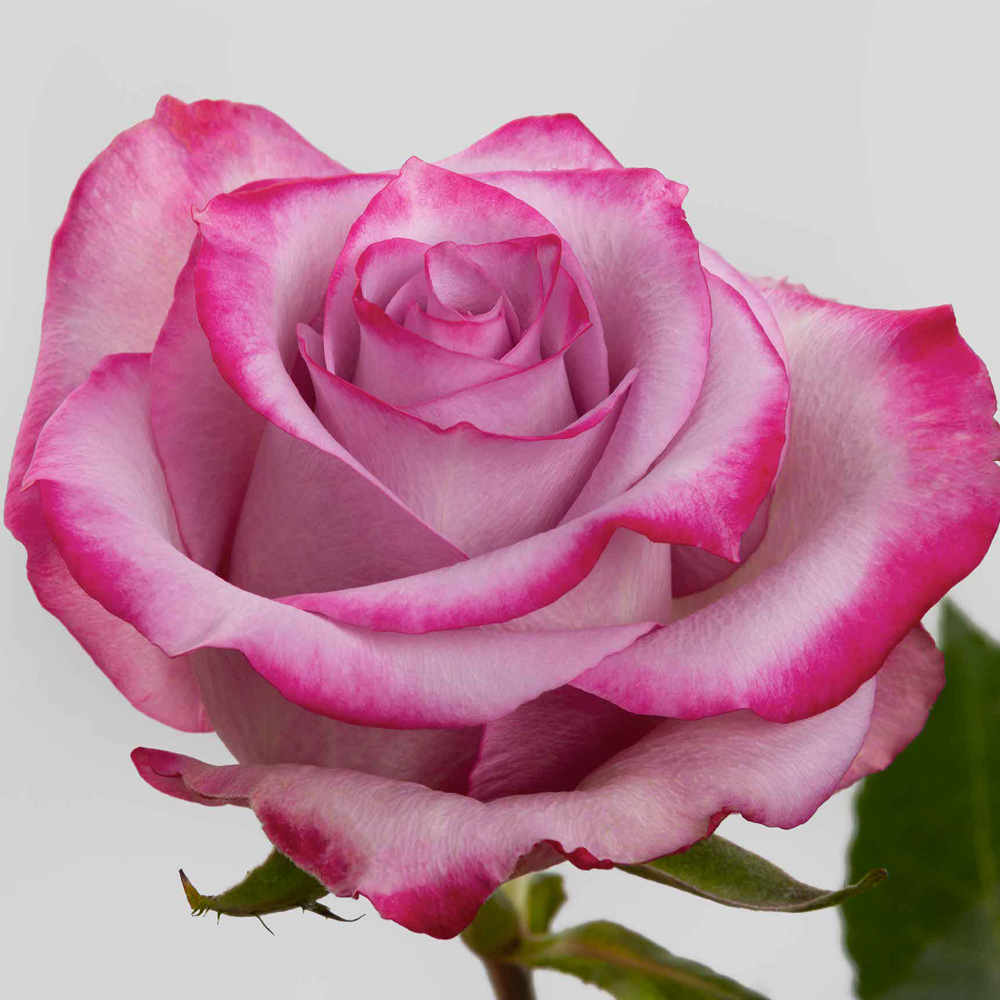 (image for) Lavender Deep Purple Roses — 100 Stems · 50cm