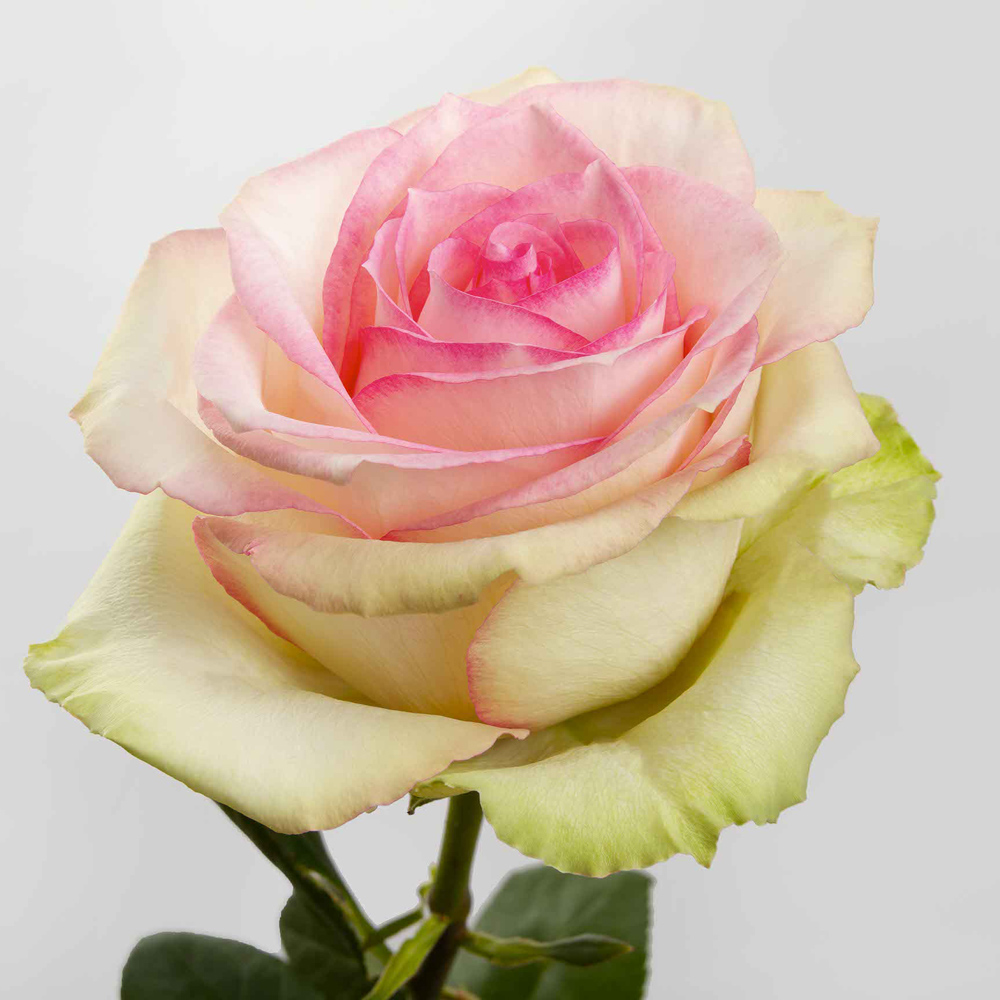 Pink Esperance Roses