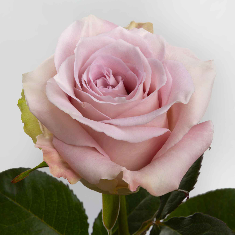 (image for) 100 Stems PKL 50cm Faith Roses