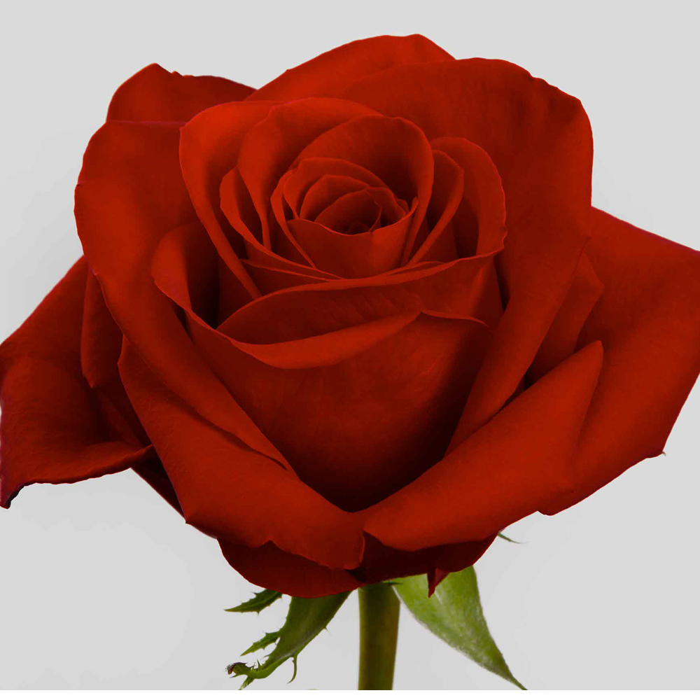 (image for) 25 Stems RED 50cm Freedom Roses