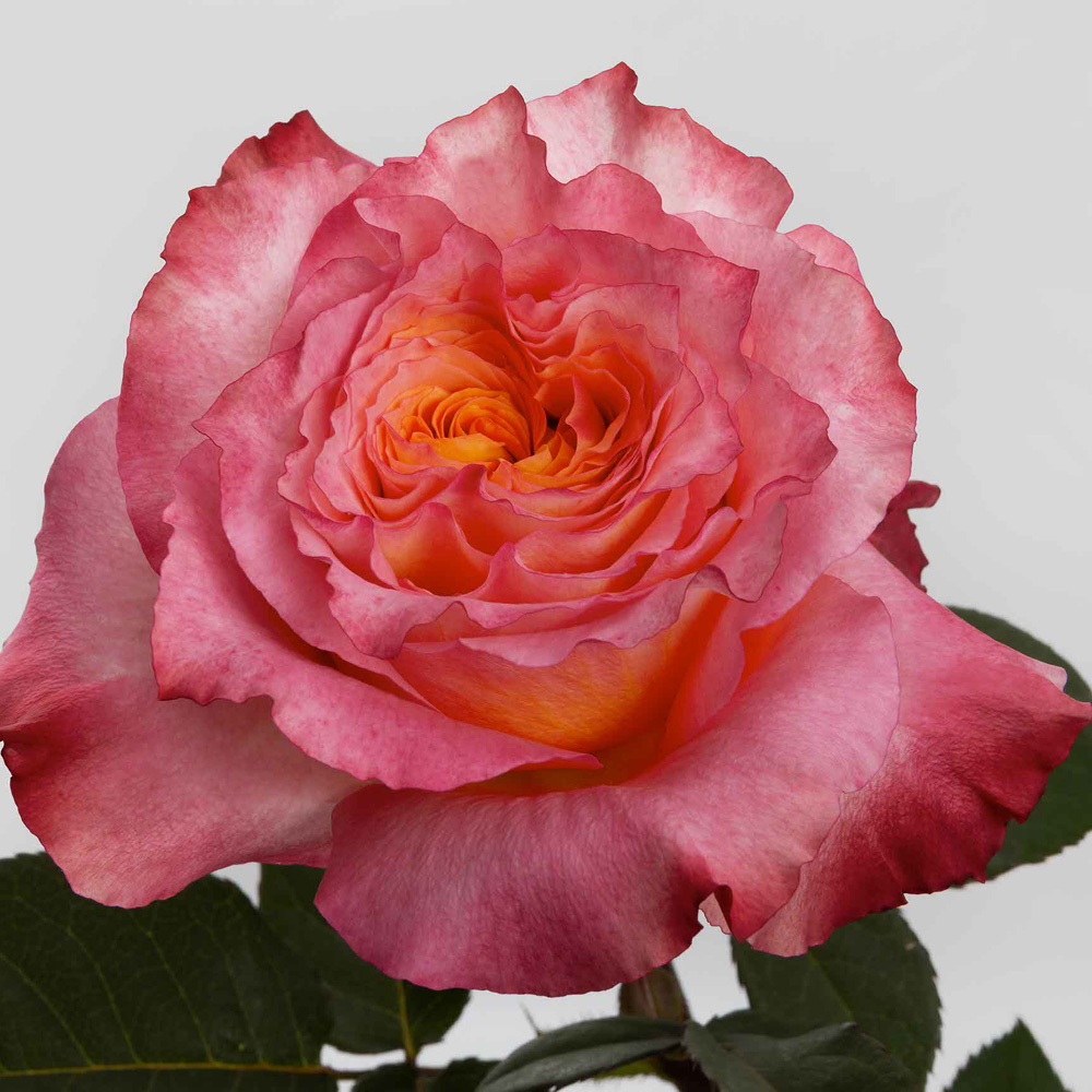 Orange Free Spirit Roses — 25 Stems (image for) Orange Free Spirit Roses — 25 Stems