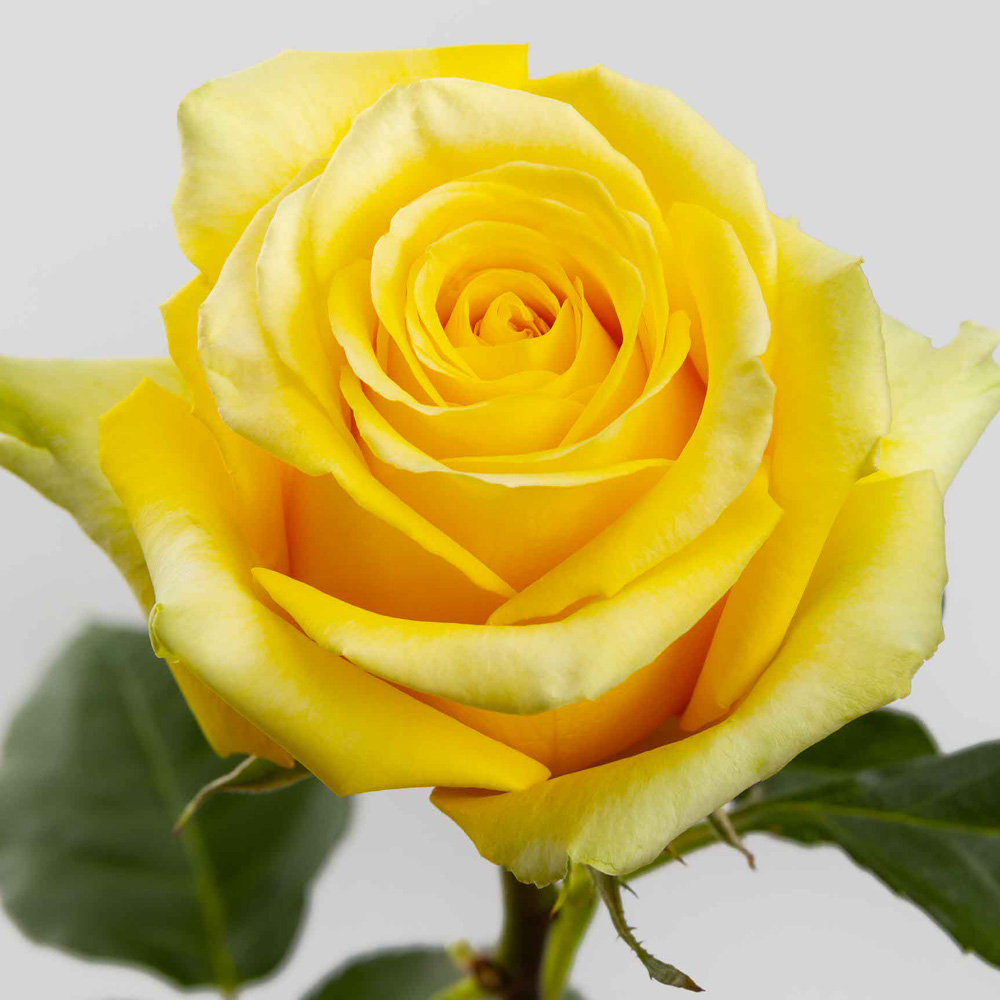 Yellow High & Exotic Roses — 25 Stems (image for) Yellow High & Exotic Roses — 25 Stems