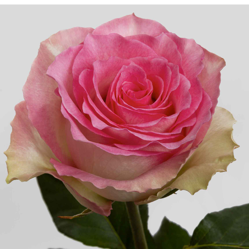 (image for) 100 Stems PKM 60cm Malibu Roses