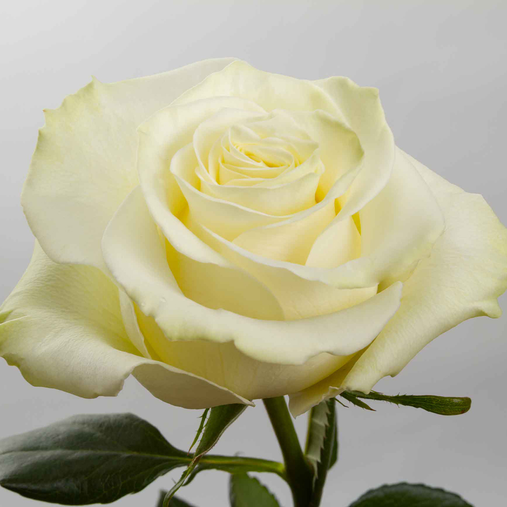 White Mondial Roses — 25 Stems (image for) White Mondial Roses — 25 Stems