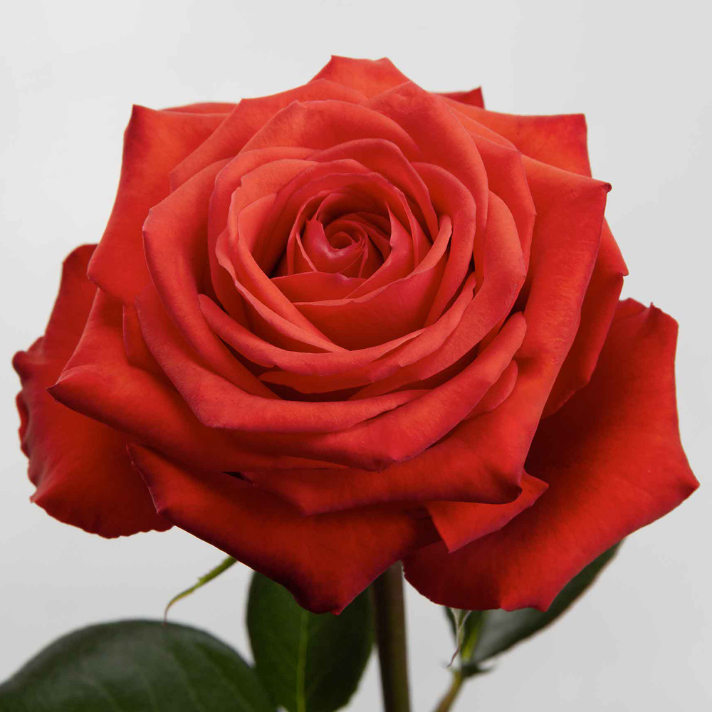(image for) Orange Nina Roses — 100 Stems · 50cm