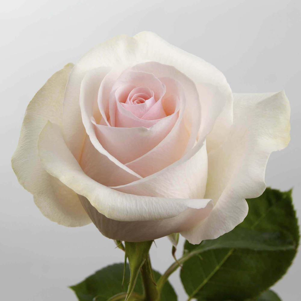 (image for) 100 Stems PKL 50cm Novia Roses