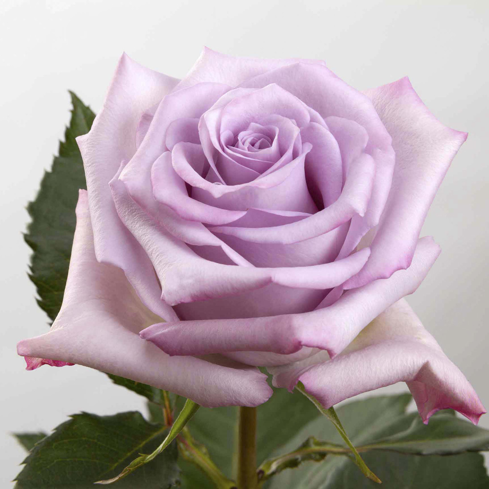 (image for) Lavender Ocean Song Roses — 25 Stems