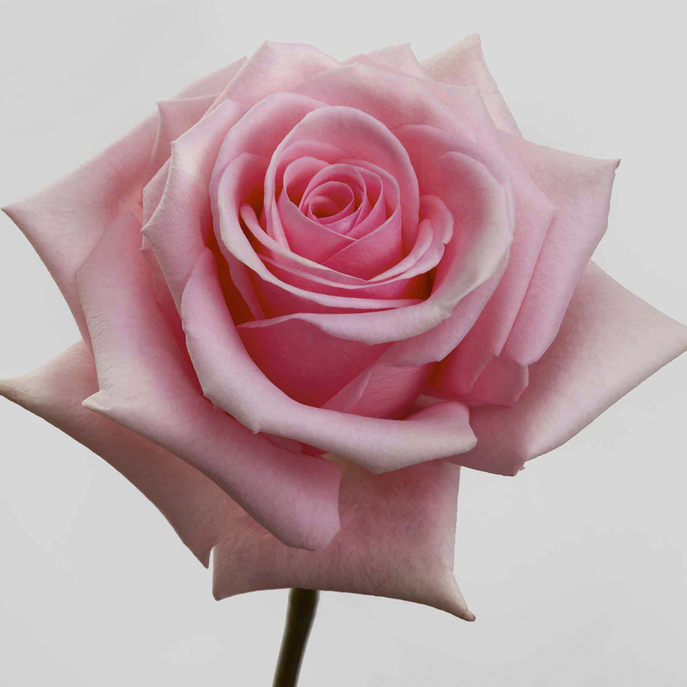 (image for) 100 Stems PKM 60cm Pink Candy Roses