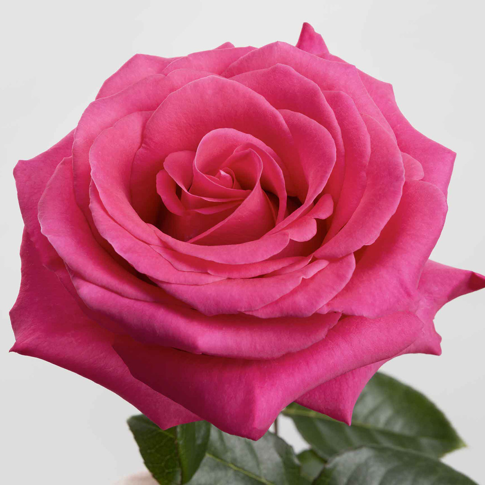 (image for) 100 Stems PKH 50cm Pink Floyd Roses