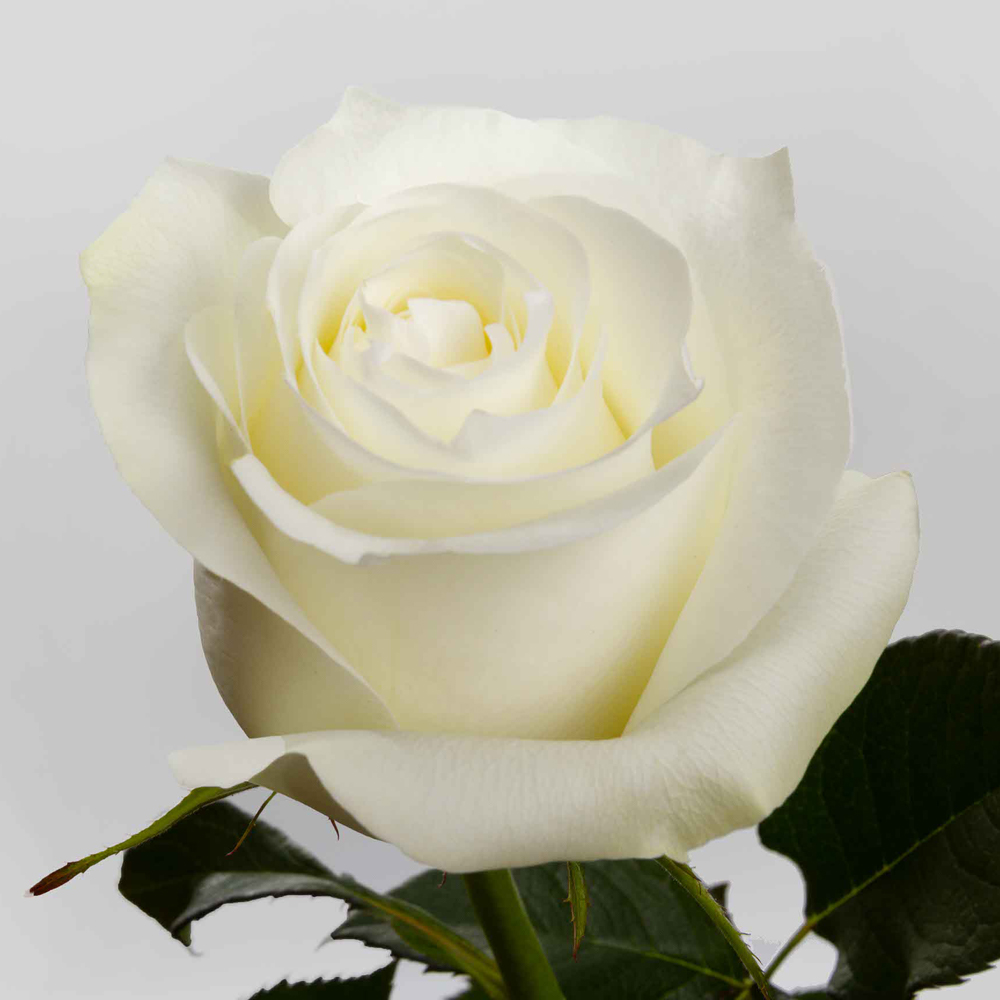 White Proud Roses — 25 Stems (image for) White Proud Roses — 25 Stems