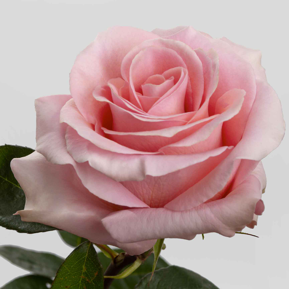 (image for) 100 Stems PKM 60cm Saga Roses