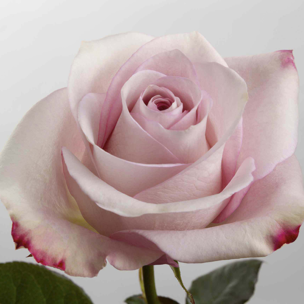 (image for) 100 Stems PKL 50cm Secret Garden Roses