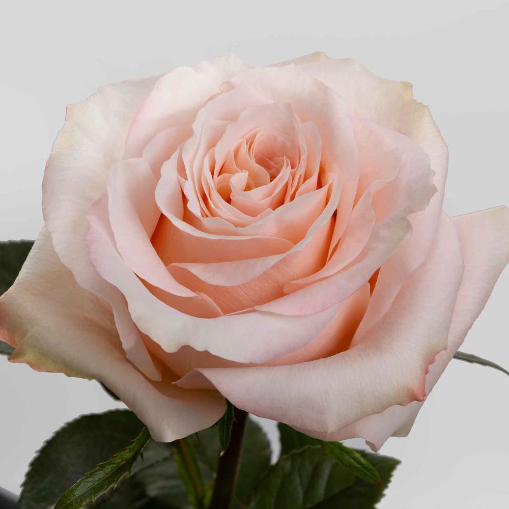 (image for) Peach Shimmer Roses — 100 Stems · 50cm