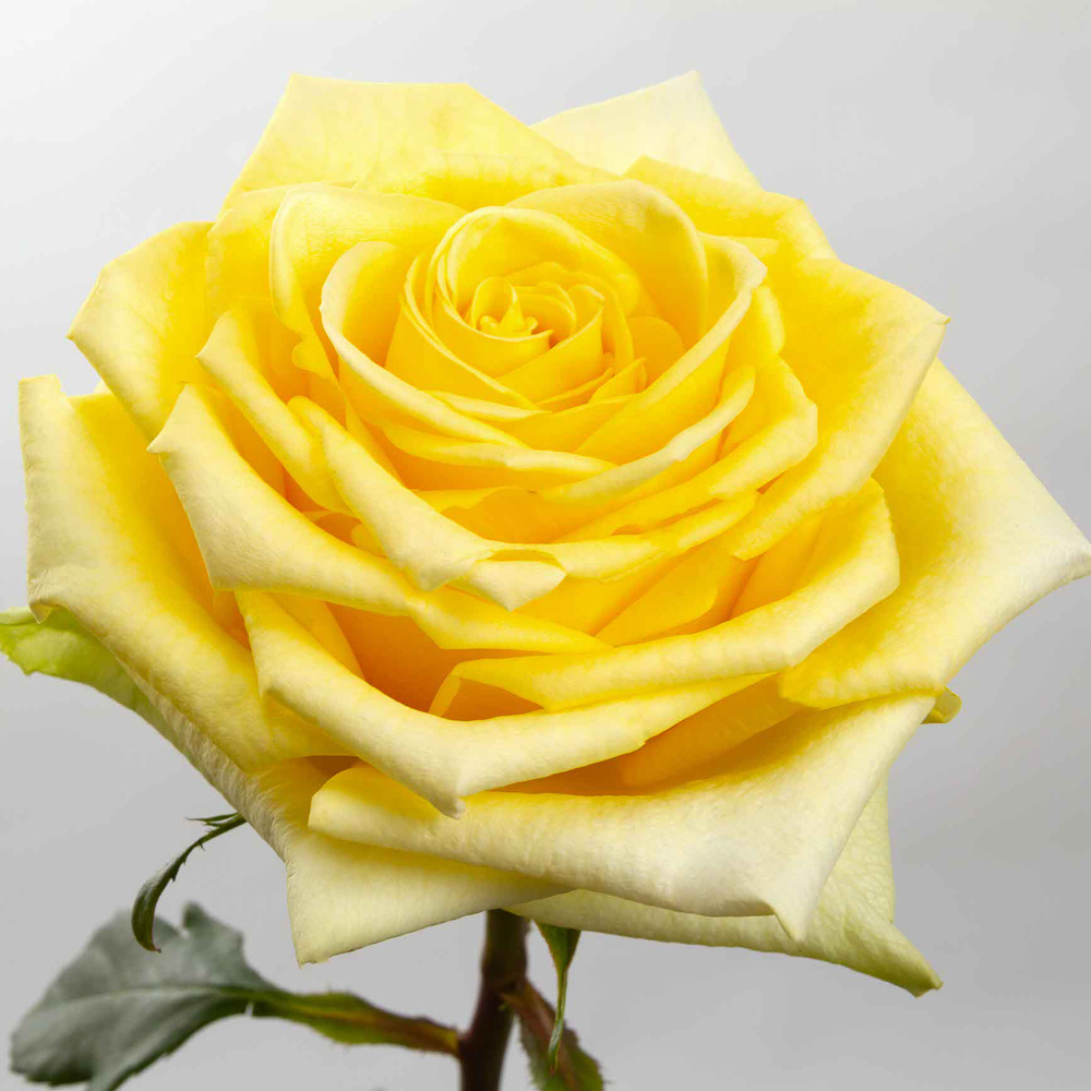 Yellow Stardust Roses — 25 Stems (image for) Yellow Stardust Roses — 25 Stems