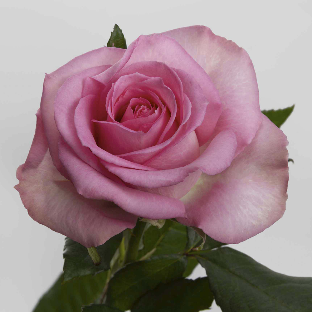 (image for) Pink Sweet Unique Roses — 25 Stems