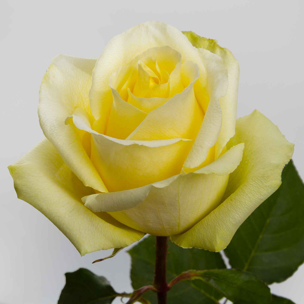 Yellow Tara Roses — 25 Stems (image for) Yellow Tara Roses — 25 Stems