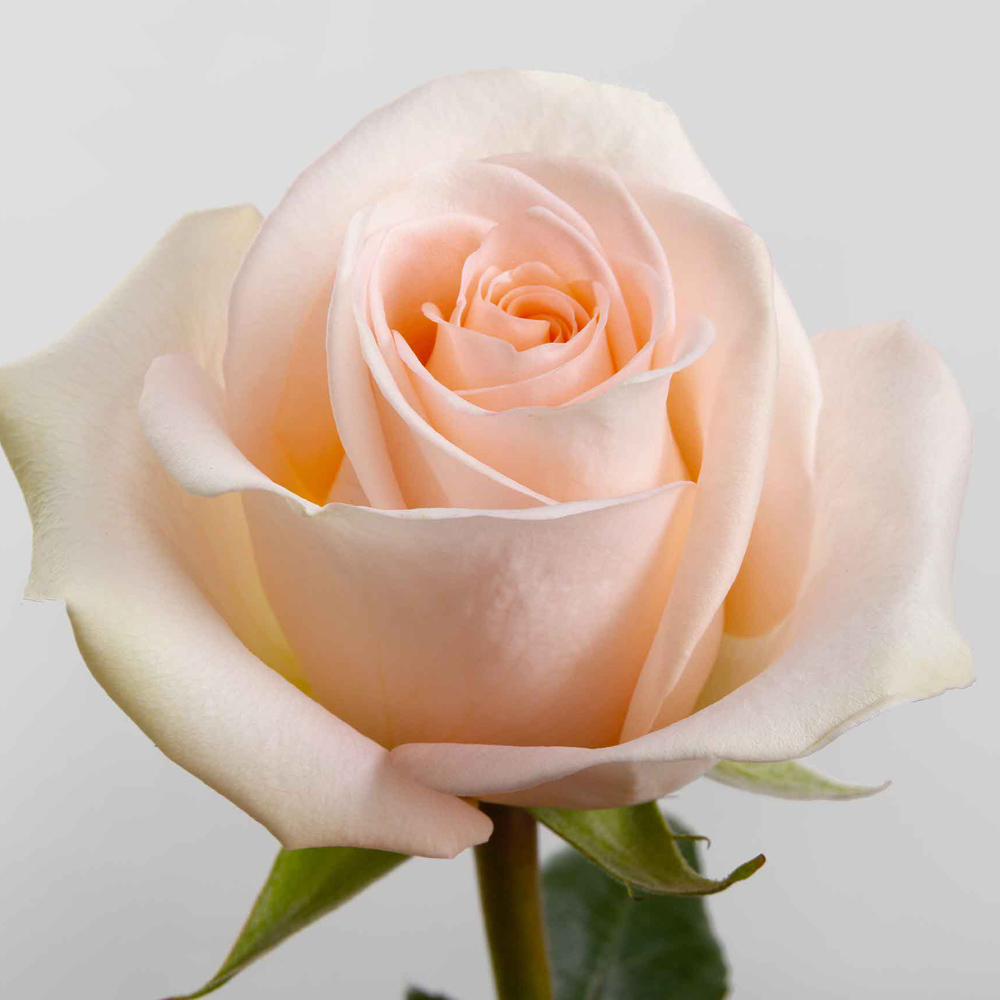 (image for) Peach Tiffany Roses — 100 Stems · 50cm