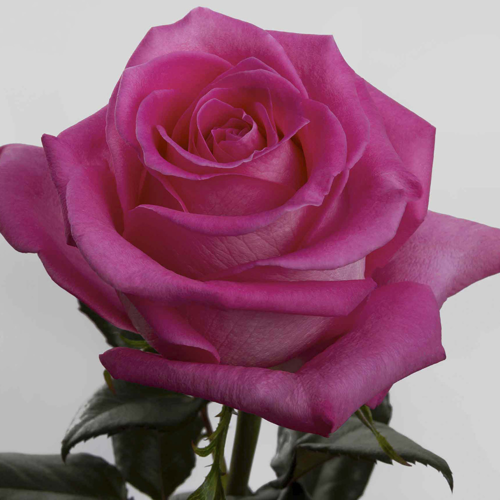 (image for) 100 Stems PKH 50cm Topaz Roses