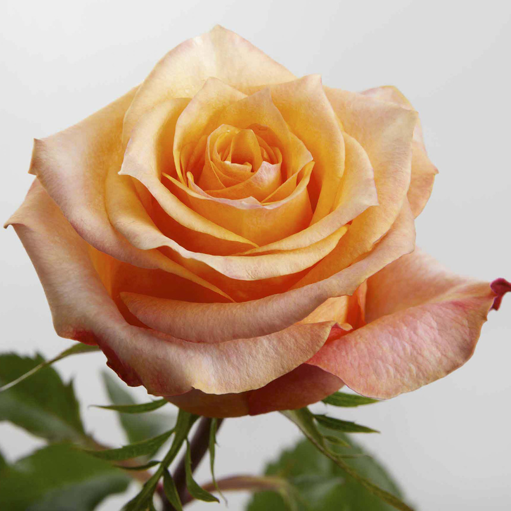 (image for) Orange Twilight Roses — 100 Stems · 50cm