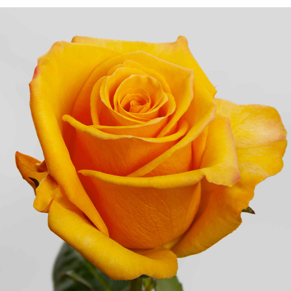 (image for) Orange Tycoon Roses — 100 Stems · 50cm