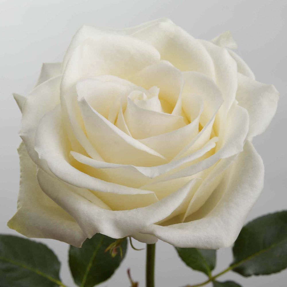 Cream Vendela Roses