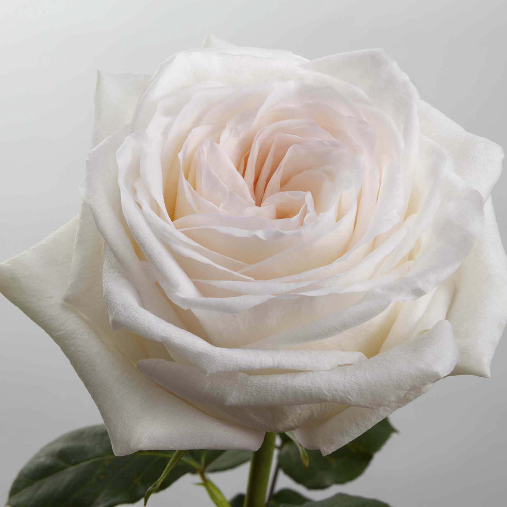 (image for) White O'Hara Roses — 100 Stems · 50cm