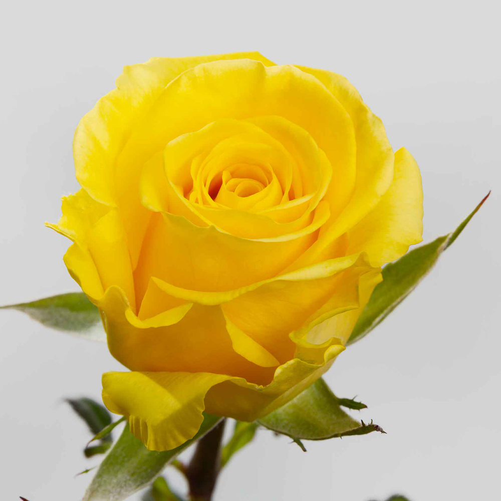 (image for) Yellow Xciting Roses — 100 Stems · 50cm