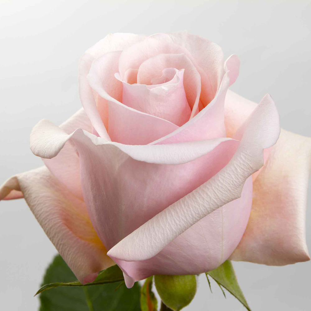 (image for) 100 Stems PKL 50cm Mother of Pearl Roses