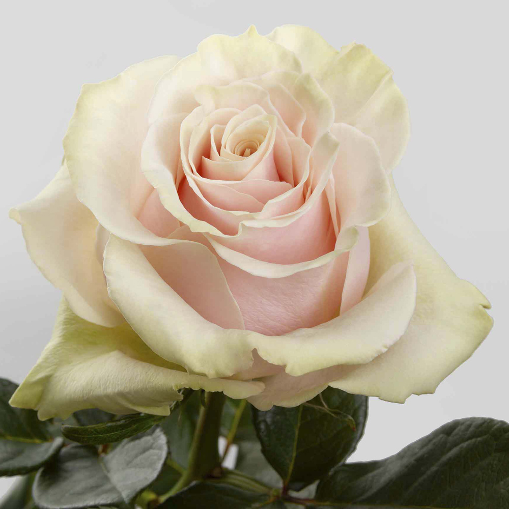(image for) 100 Stems PKM 60cm Pink Mondial Roses
