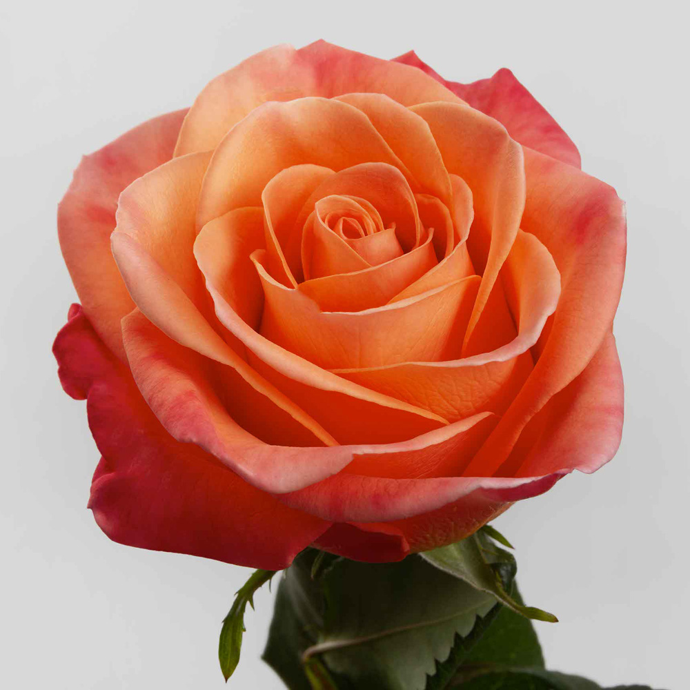 Orange Crush Roses