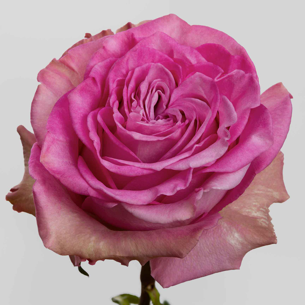 (image for) 100 Stems PKM 60cm Queen's Crown Roses