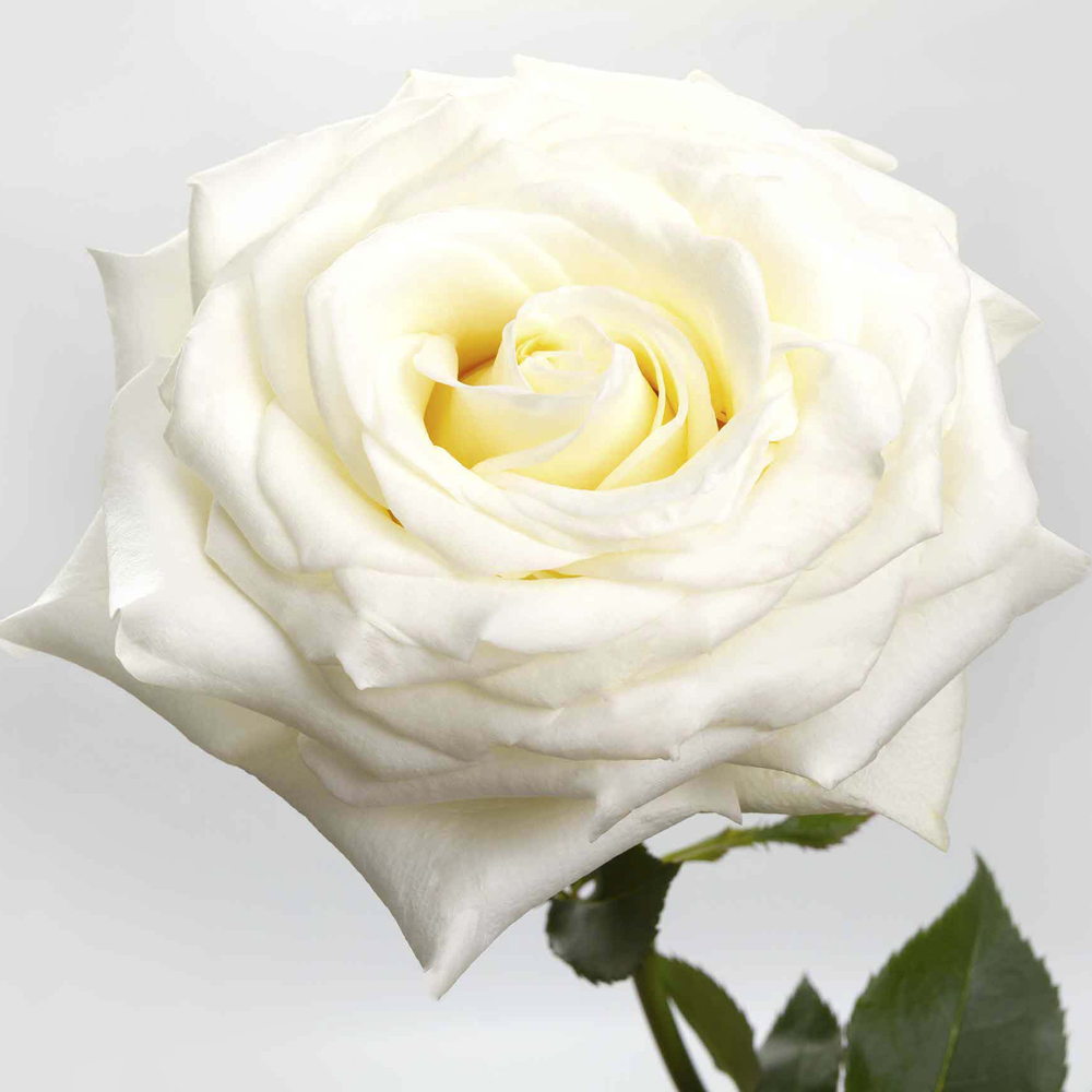 Cream Candlelight Roses — 25 Stems (image for) Cream Candlelight Roses — 25 Stems