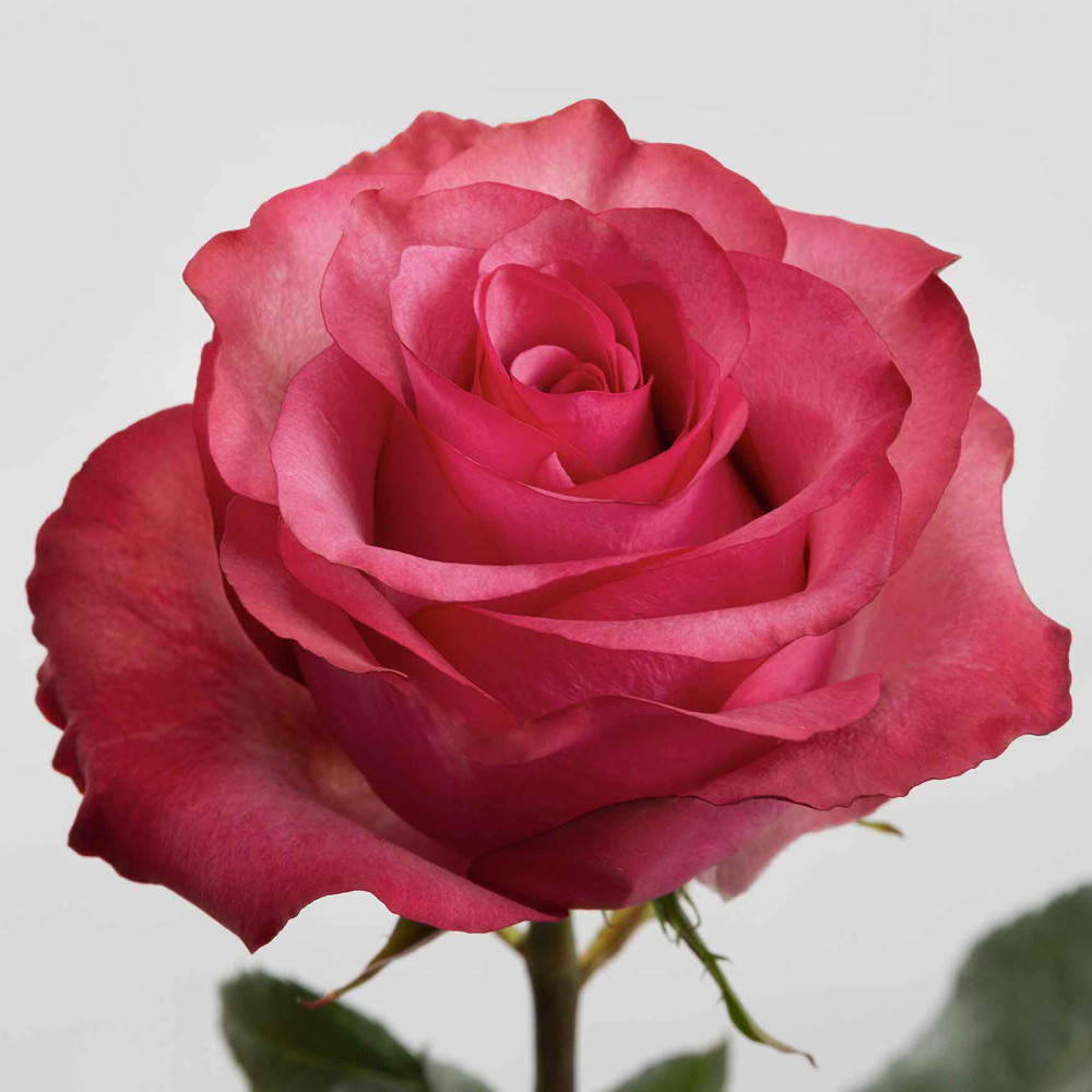 (image for) 100 Stems PKH 60cm Lola Roses