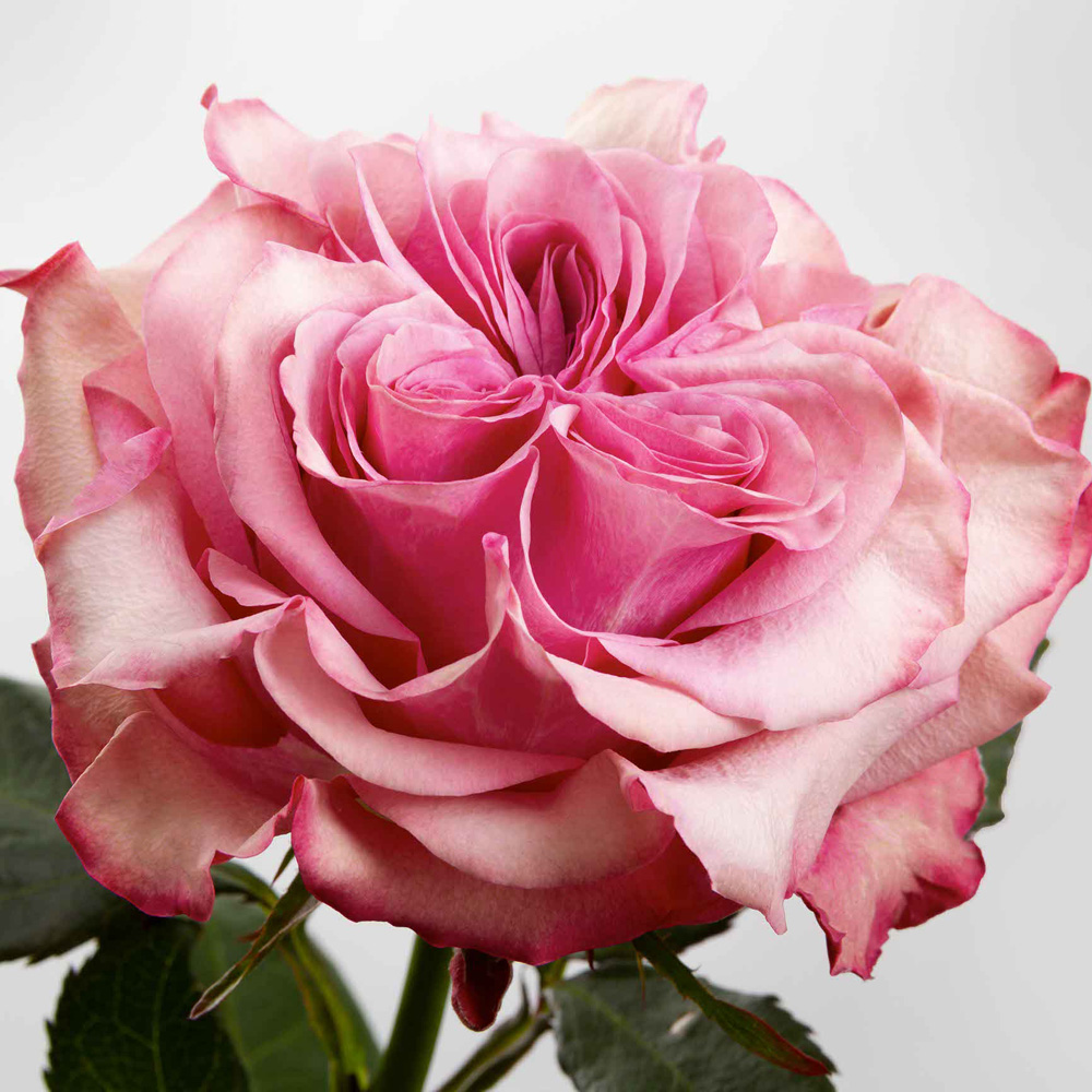 (image for) Lavender Country Blues Roses — 100 Stems · 50cm