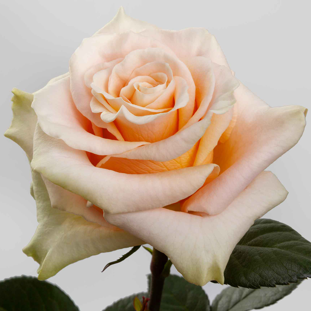 Peach Phoenix Roses