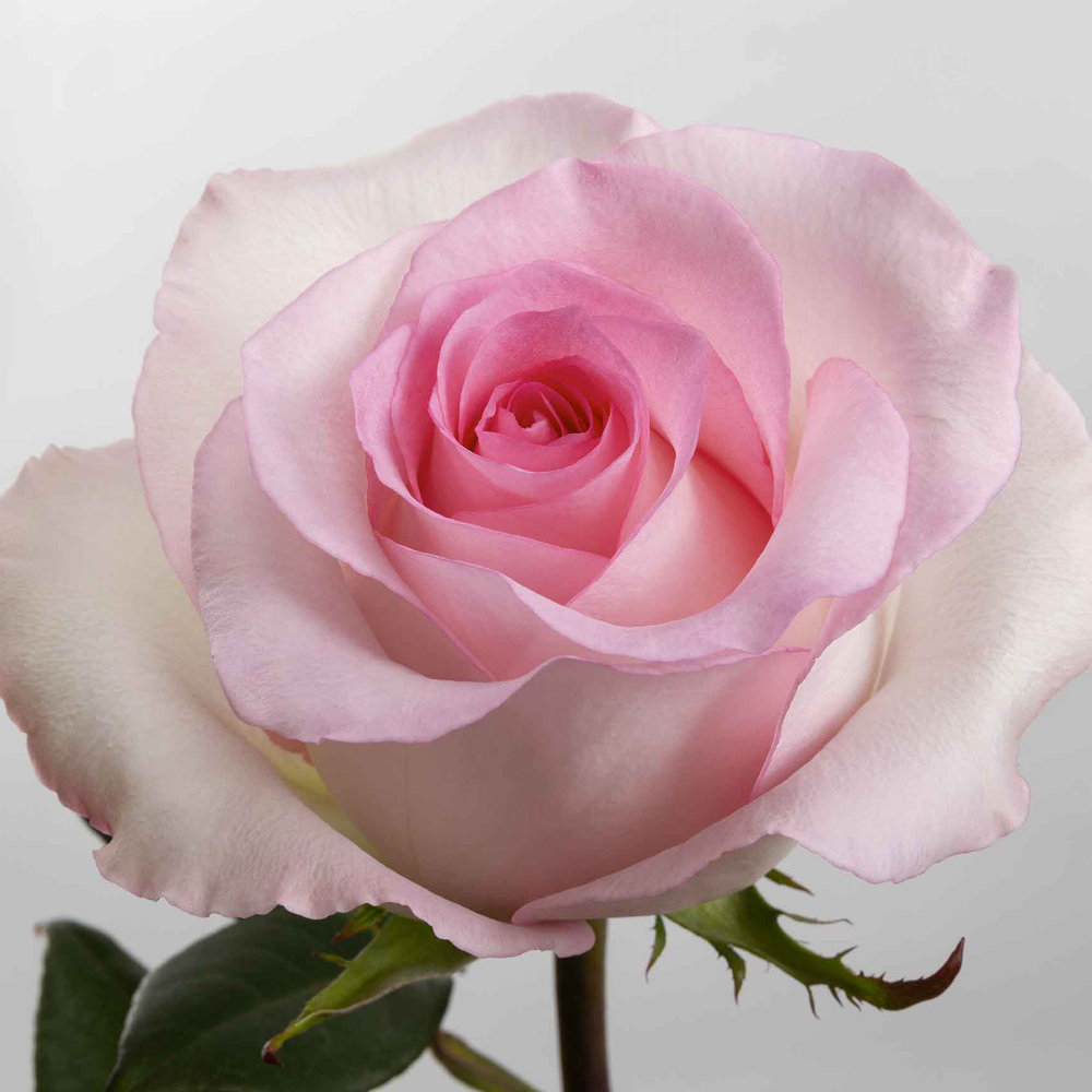 (image for) 100 Stems PKM 60cm Mandala Roses