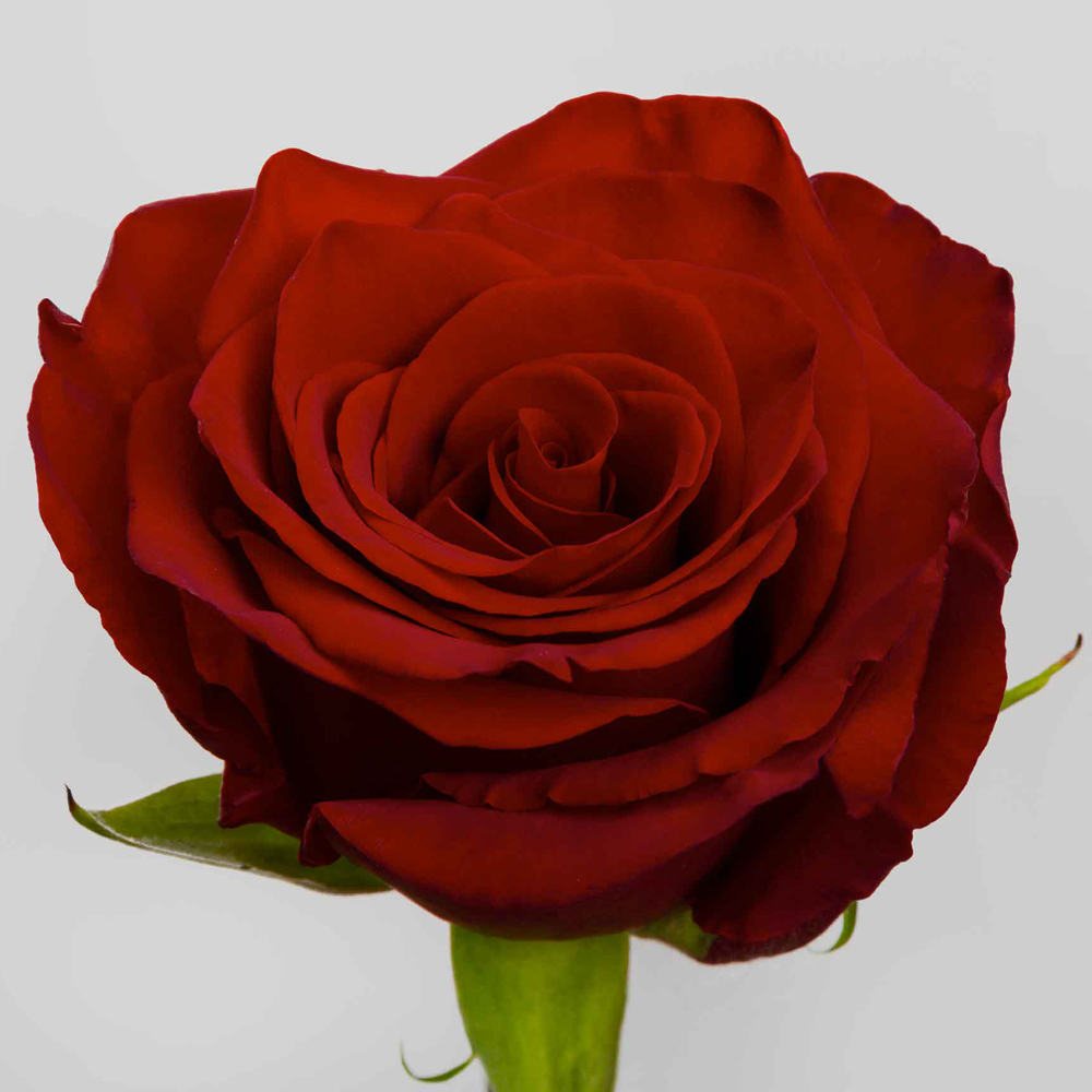 (image for) Red Explorer Roses — 100 Stems · 50cm
