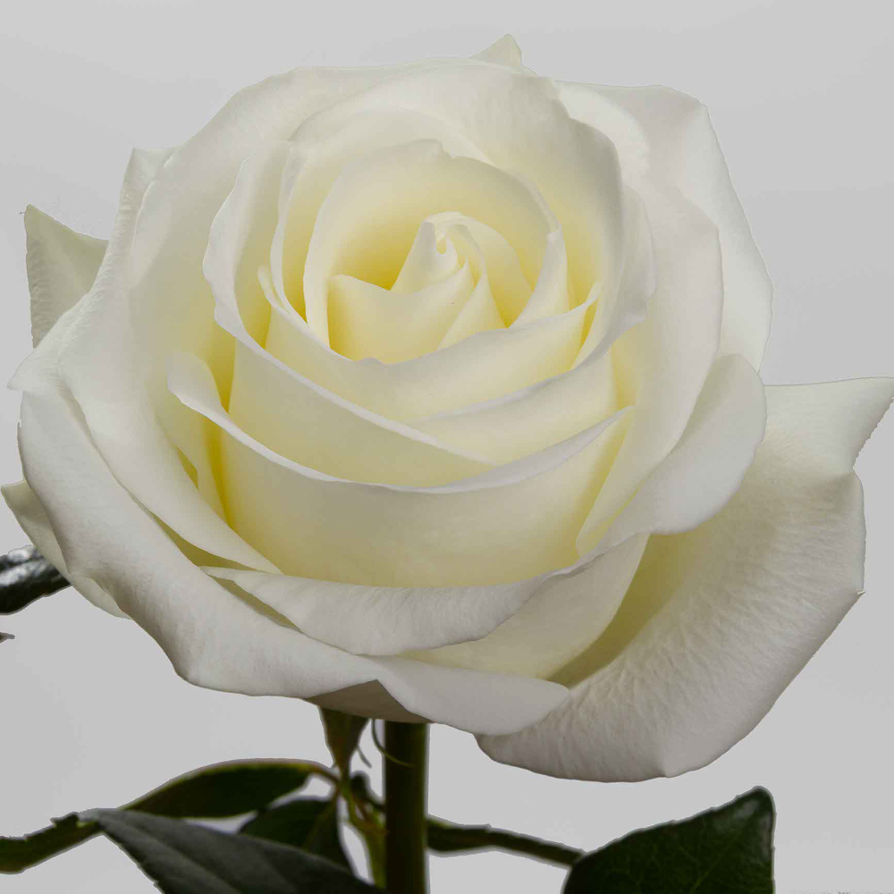 White Tibet Roses — 25 Stems (image for) White Tibet Roses — 25 Stems