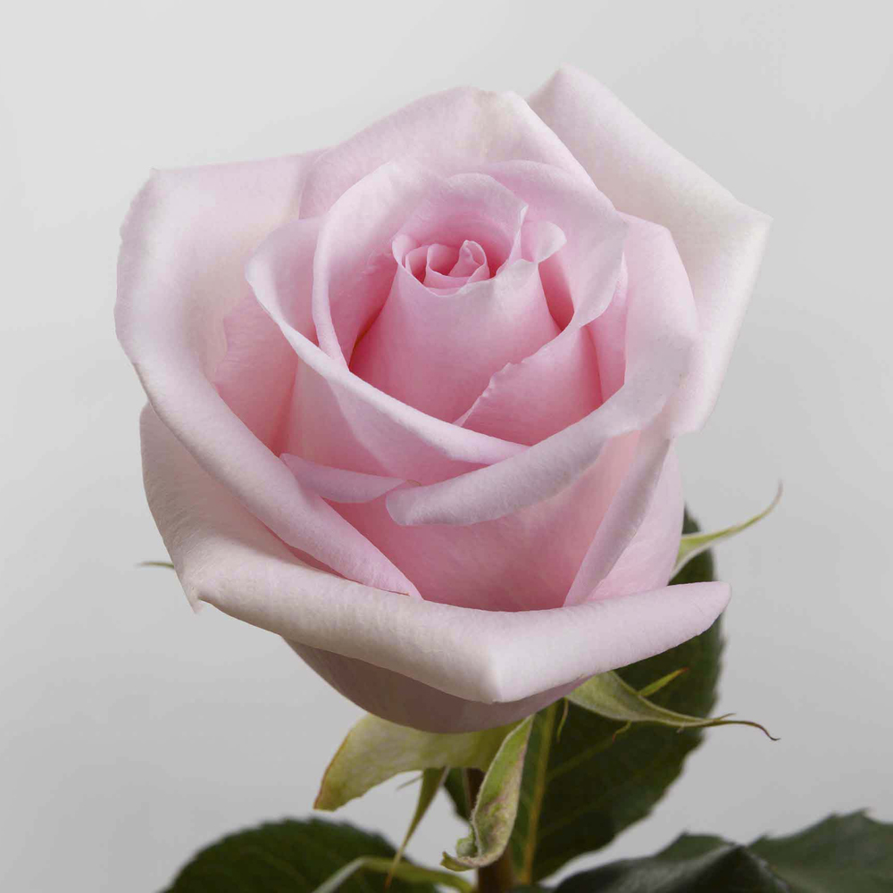 (image for) 100 Stems PKL 50cm Jessica Roses