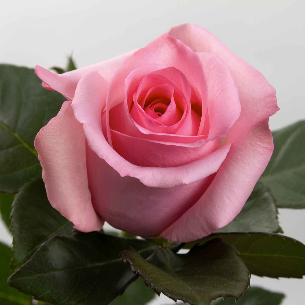 (image for) 100 Stems PKM 60cm Opala Roses