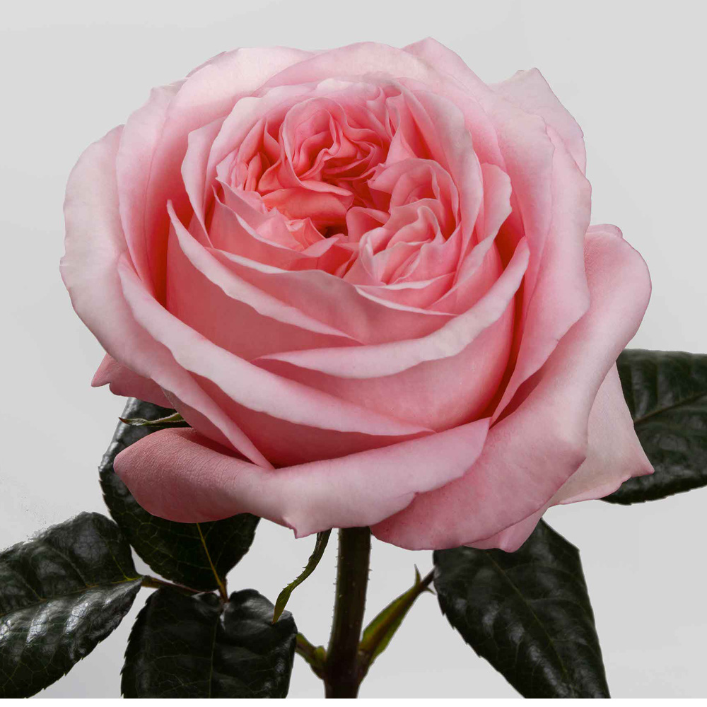 (image for) 100 Stems PKM 60cm Pink X-Pression Roses