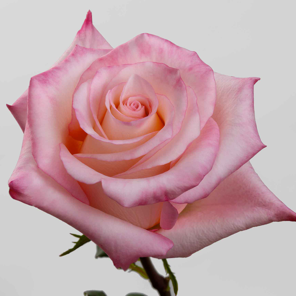 (image for) 100 Stems PKM 60cm Rhosalyn Roses