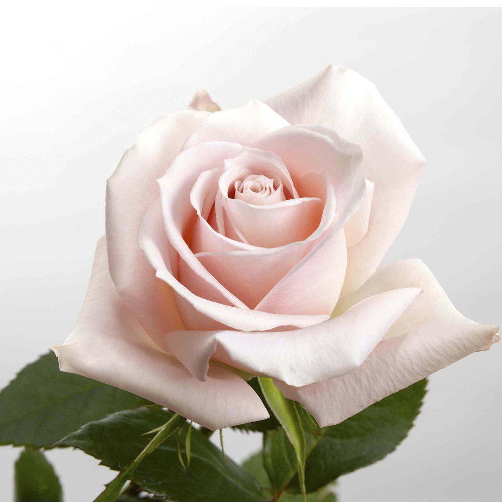 Light Pink Sweet Eskimo Roses